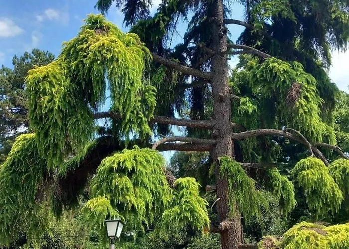 Park Lägenhet